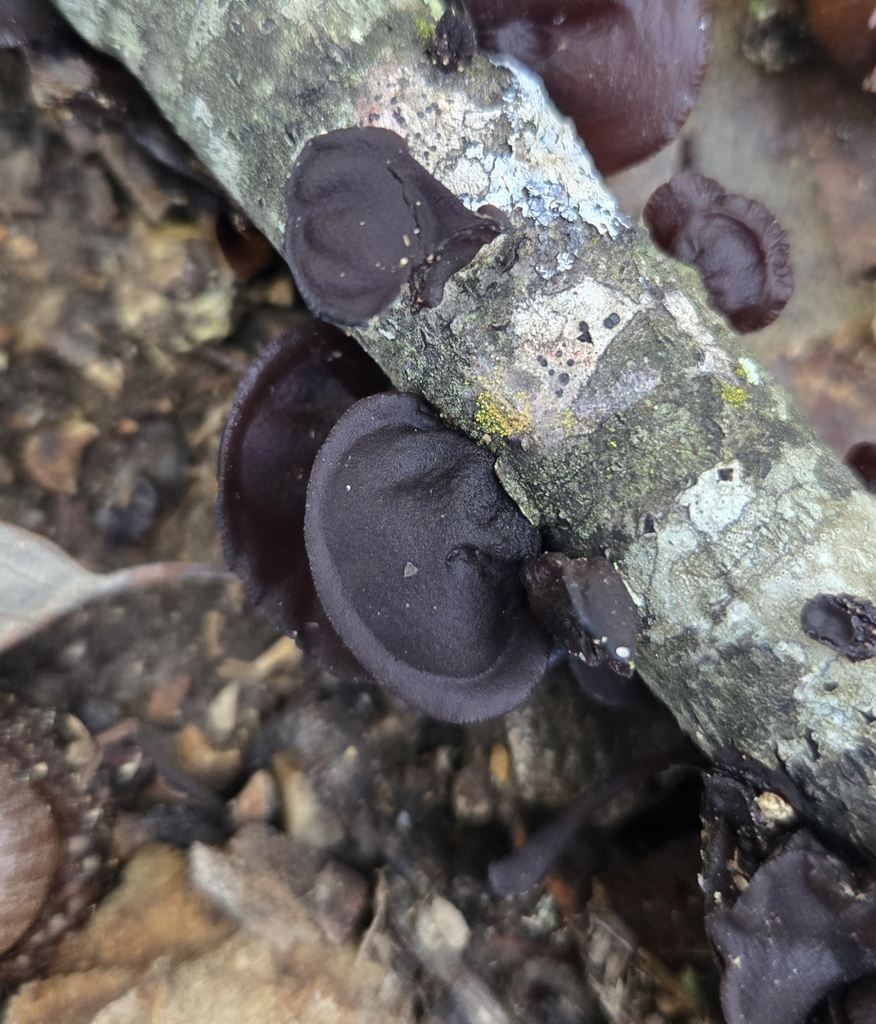 Exidia crenata · November 2025 · photo: © benfungi (iNaturalist, cc-by)