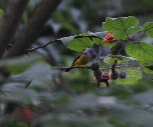 Grey-headed Canary-Flycatcher