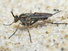 Nothorhaphium curalo