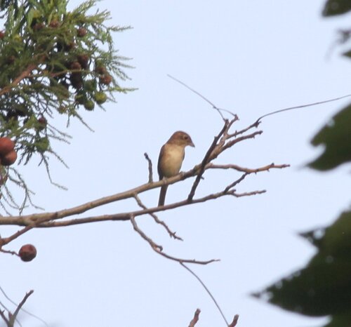 Tiger Shrike