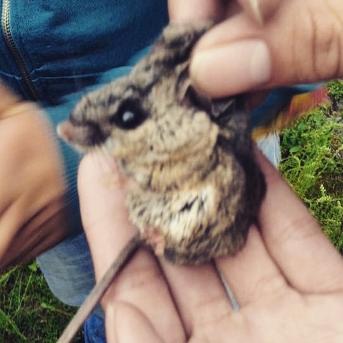 Merriam's Piñon Mouse