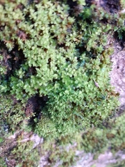 Syntrichia latifolia