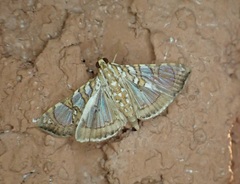 Glyphodes sibillalis