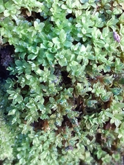 Syntrichia latifolia