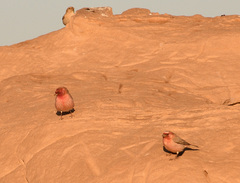 Carpodacus synoicus