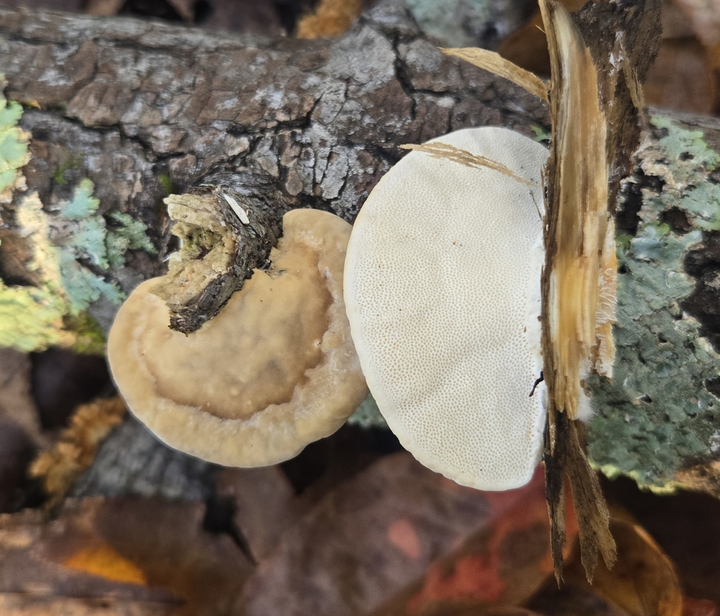 Trametes lactinea · November 2025 · photo: © benfungi (iNaturalist, cc-by)
