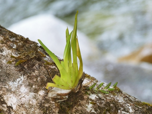 Phreatia micrantha observed 2025-11-04