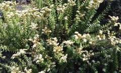 Sedum griseum