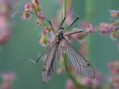 Nephrotoma appendiculata