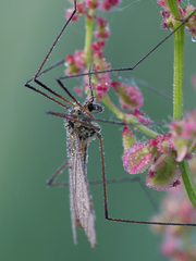 Nephrotoma appendiculata