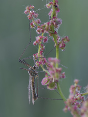 Nephrotoma appendiculata