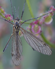 Nephrotoma appendiculata