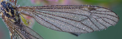 Nephrotoma appendiculata