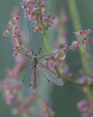 Nephrotoma appendiculata
