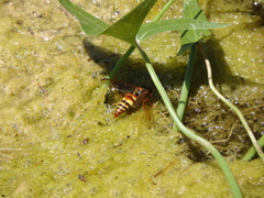 Sphecius