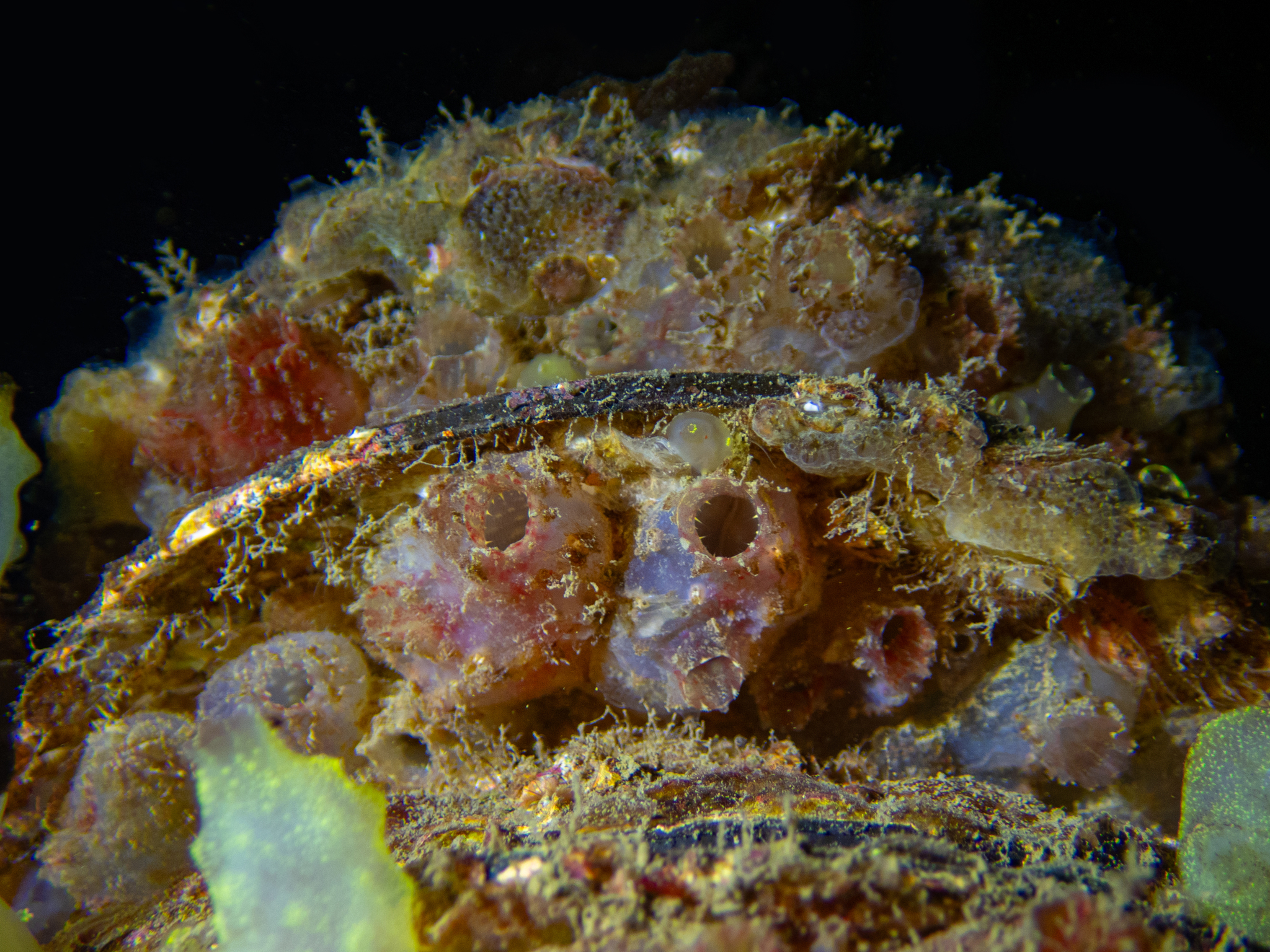 Ascidiella aspersa (Müller, 1776)
