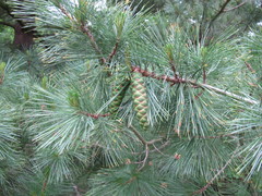 Pinus peuce