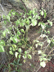 Physalis neomexicana