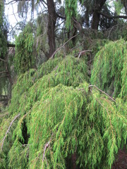 Juniperus rigida