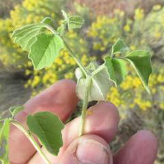 Physalis neomexicana