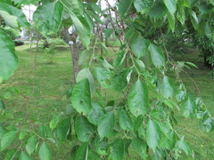 Celtis koraiensis
