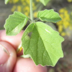 Physalis neomexicana