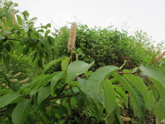 Prunus ssiori