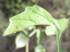 Physalis neomexicana