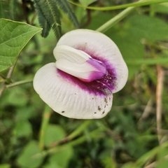 Centrosema plumieri, photograph (c) Anthony Batista, some rights reserved (CC BY)