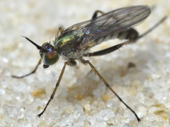 Nothorhaphium curalo