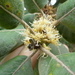 Piptocarpha rotundifolia - Photo (c) Carlos A S Correia,  זכויות יוצרים חלקיות (CC BY-NC), הועלה על ידי Carlos A S Correia