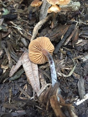 Fungi