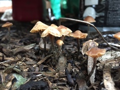 Fungi