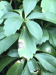 Volutella pachysandrae