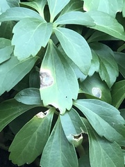 Volutella pachysandrae