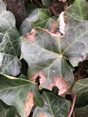 Colletotrichum trichellum