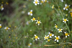 Achyropappus anthemoides