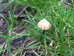 Fungi
