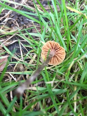 Fungi