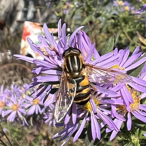 Unknown species found near Woodlawn Dr, Nashville, TN, US