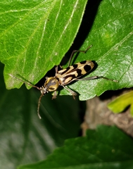 Chlorophorus annularis