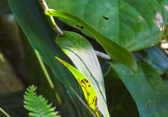 Epidendrum polyanthum