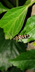 Chlorophorus annularis