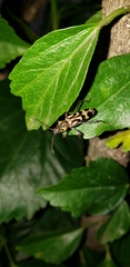 Chlorophorus annularis