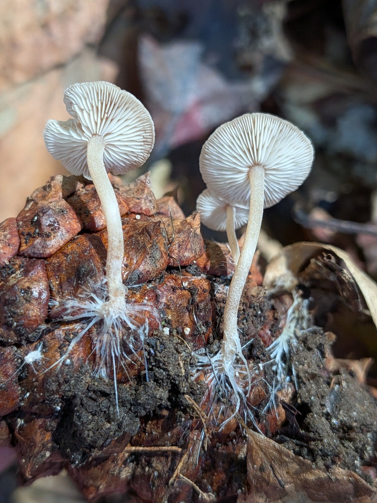 Baeospora myosura · November 2025 · photo: © kzoebel (iNaturalist, cc0)
