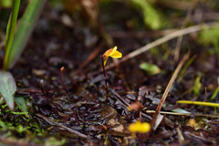 Utricularia bifida
