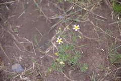 Achyropappus anthemoides