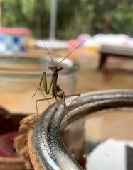 Mantidae