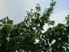 Prunus ssiori