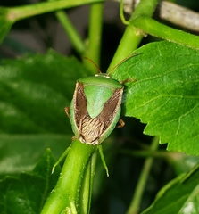 Edessa meditabunda
